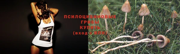 шишки Абинск